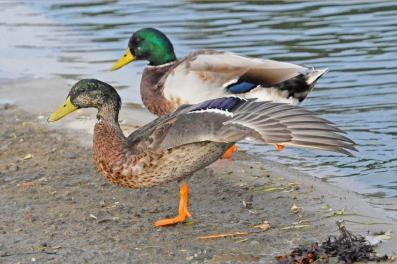 Canards colverts