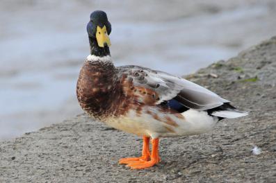 Canard colvert