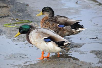 Canards colverts