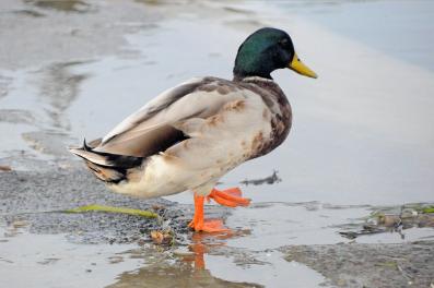 Canard colvert