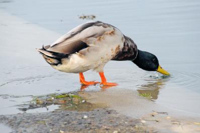 Canard colvert