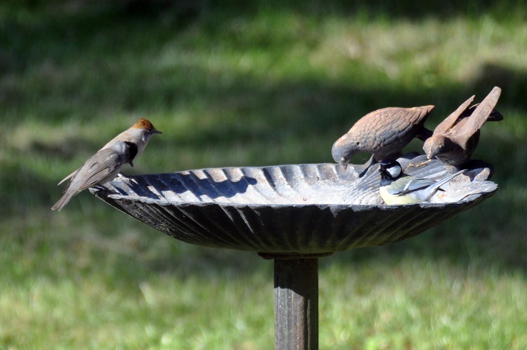 Couple de fauvettes à tête noire et mésange charbonnière - 1                    1