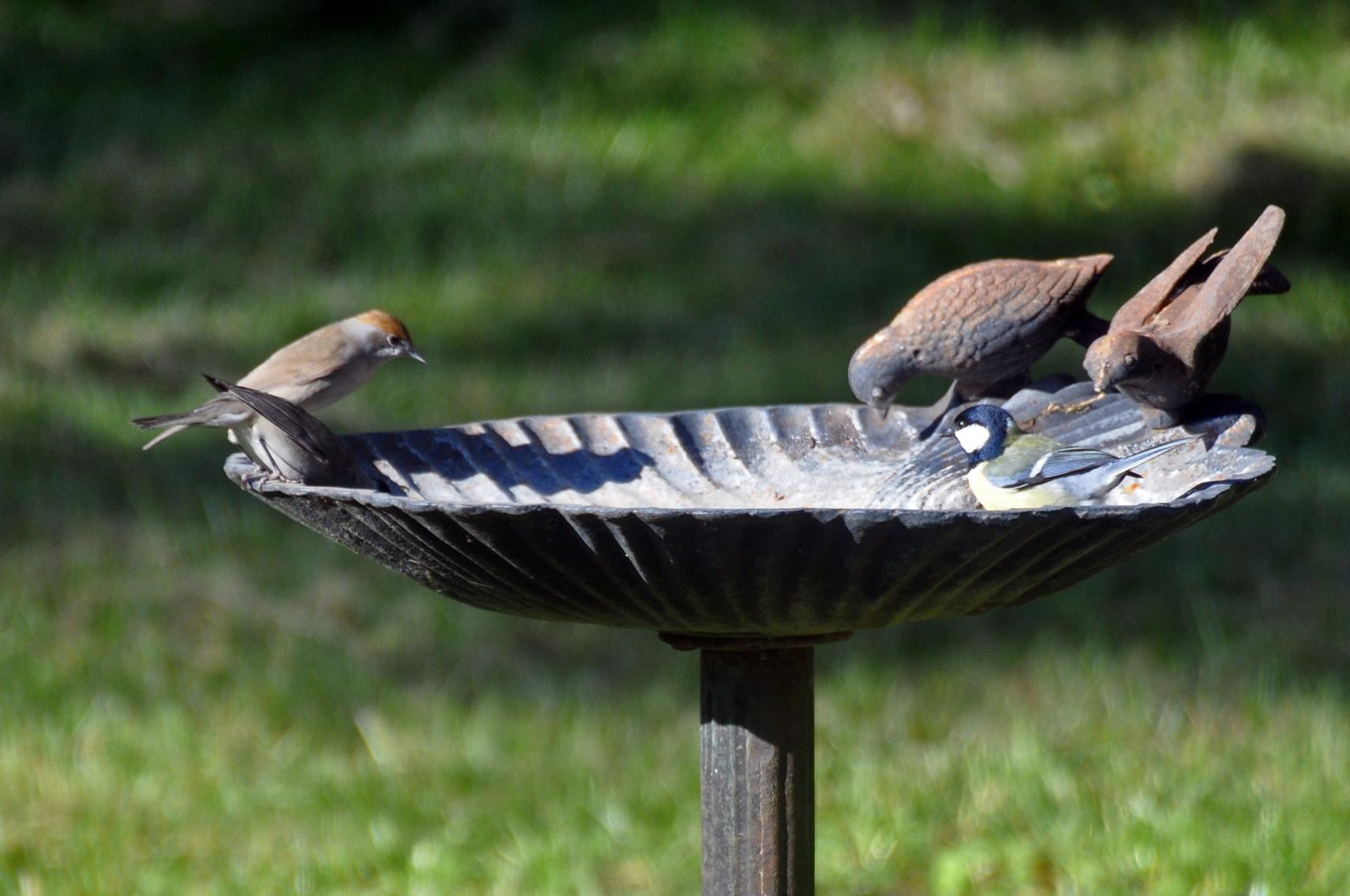 Couple de fauvettes à tête noire et mésange charbonnière - 2