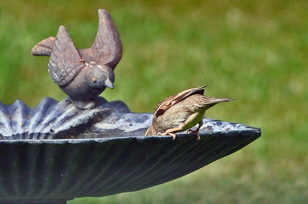 Moineau soulcie