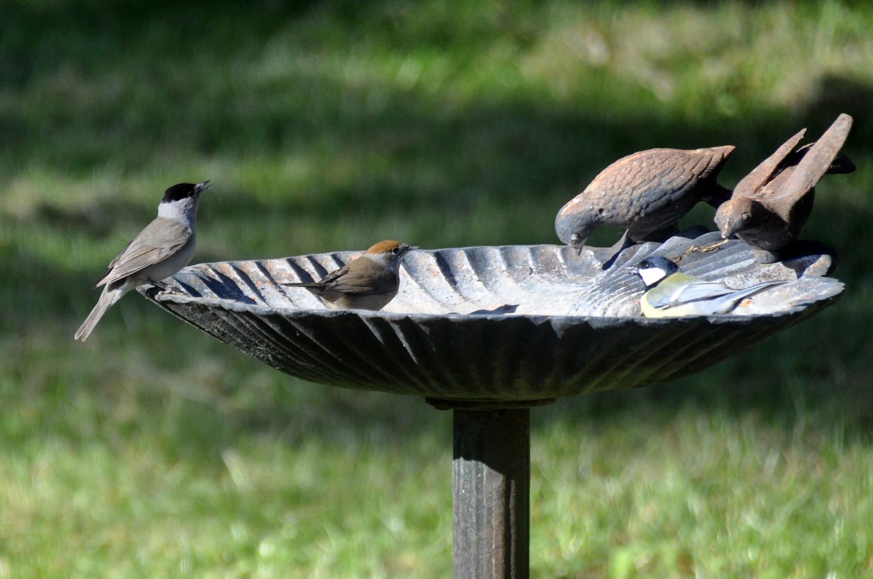 Couple de fauvettes à tête noire et mésange charbonnière - 3