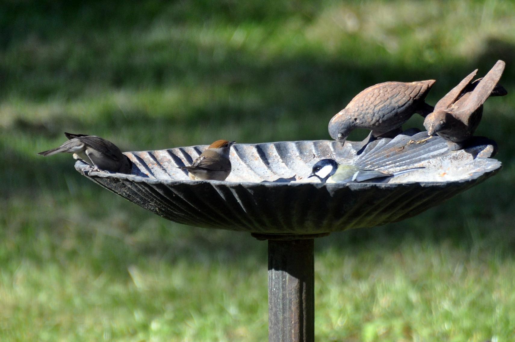 Couple de fauvettes à tête noire et mésange charbonnière - 4