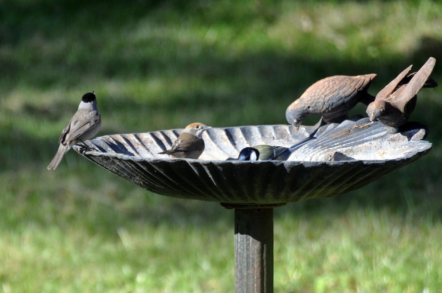 Couple de fauvettes à tête noire et mésange charbonnière - 5