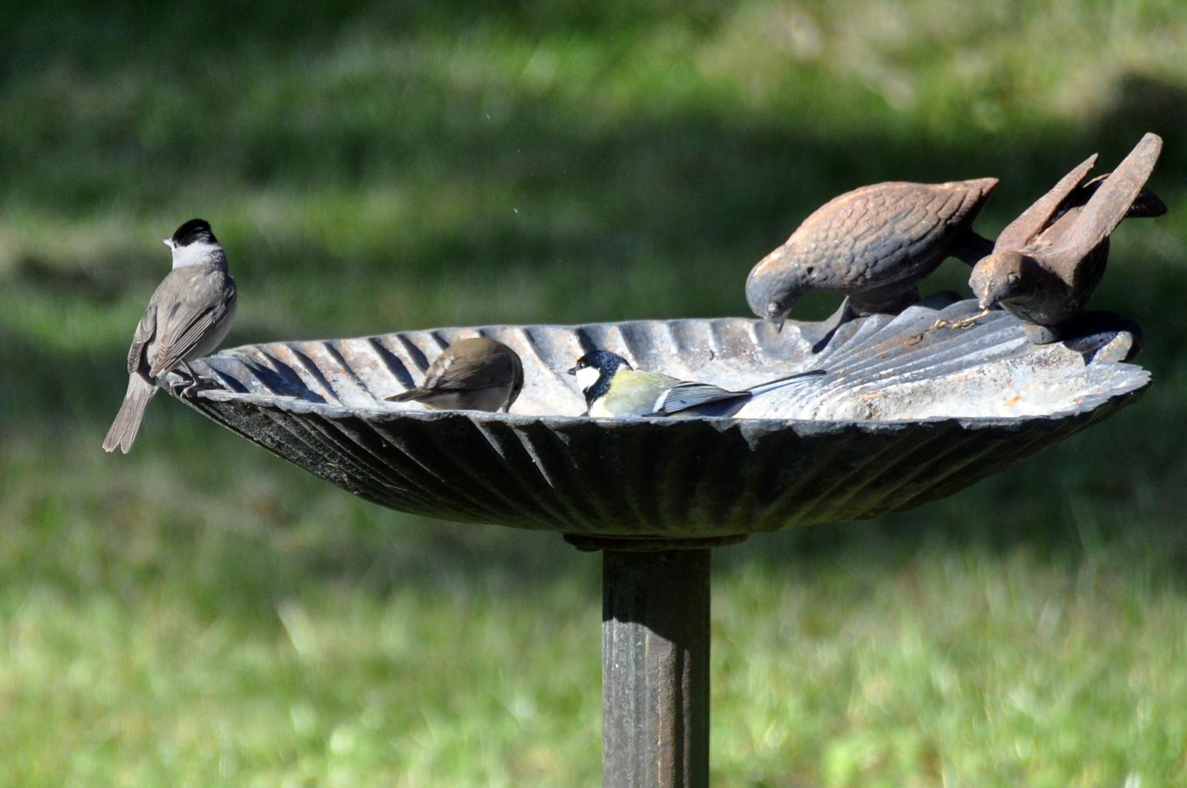 Couple de fauvettes à tête noire et mésange charbonnière - 6