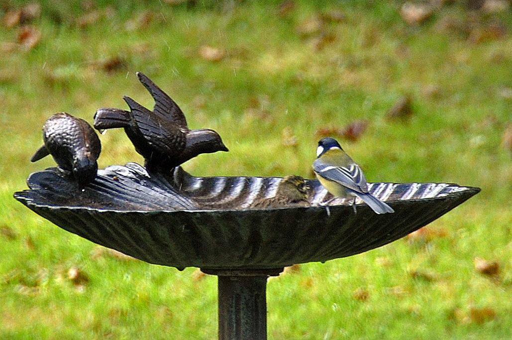 Bruant zizi mâle avec mésange