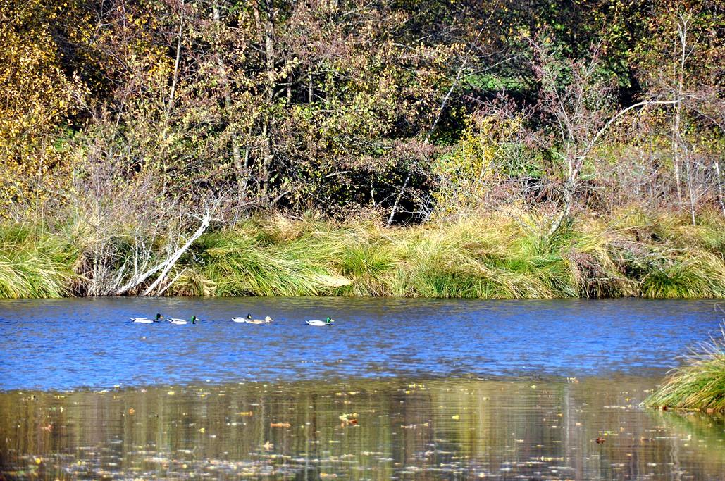 Canards colverts - Corrèze - 31-10-15