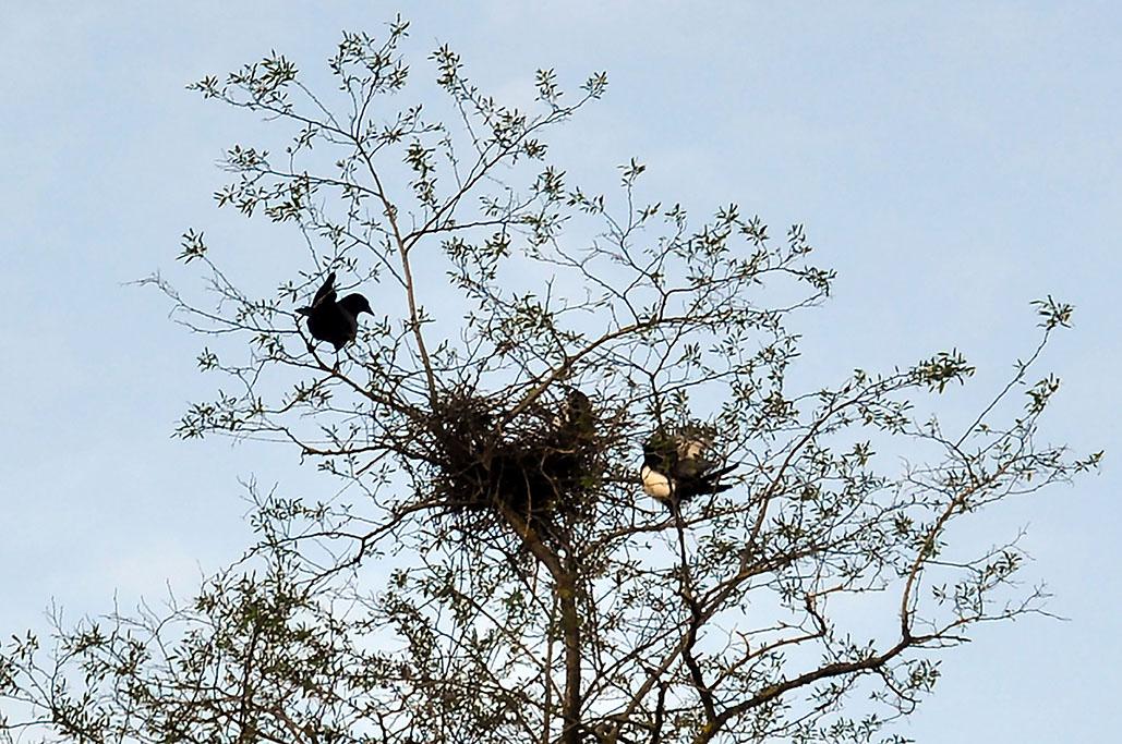 11 - Menacées par un corbeau (ou une corneille ?)