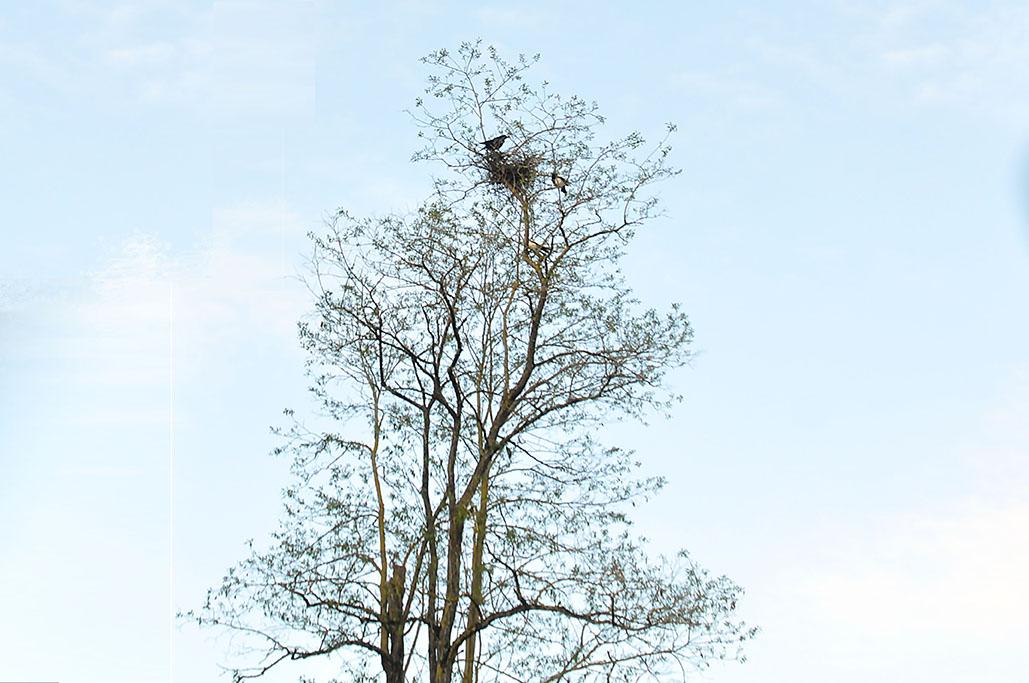 12 - Menacées par un corbeau (ou une corneille ?)