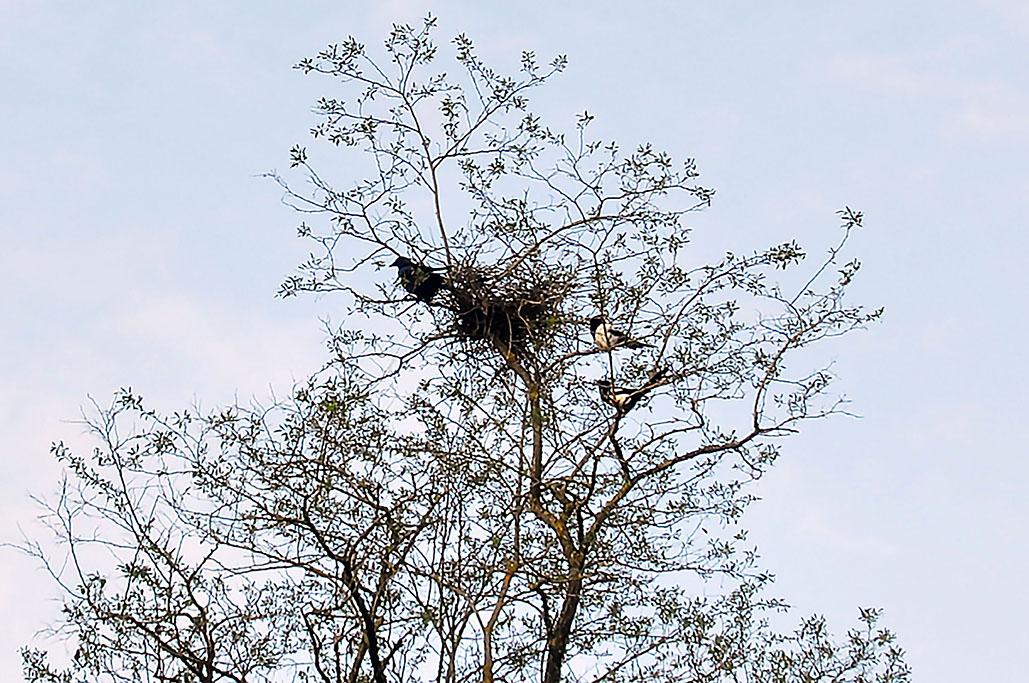 13 - - Menacées par un corbeau (ou une corneille ?)