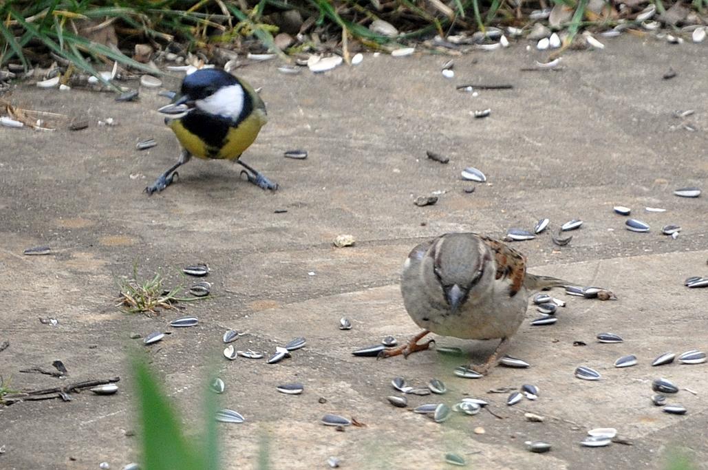 Moineau avec une mésange charbonnière