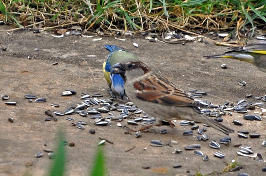 Moineau avec une mésange bleue