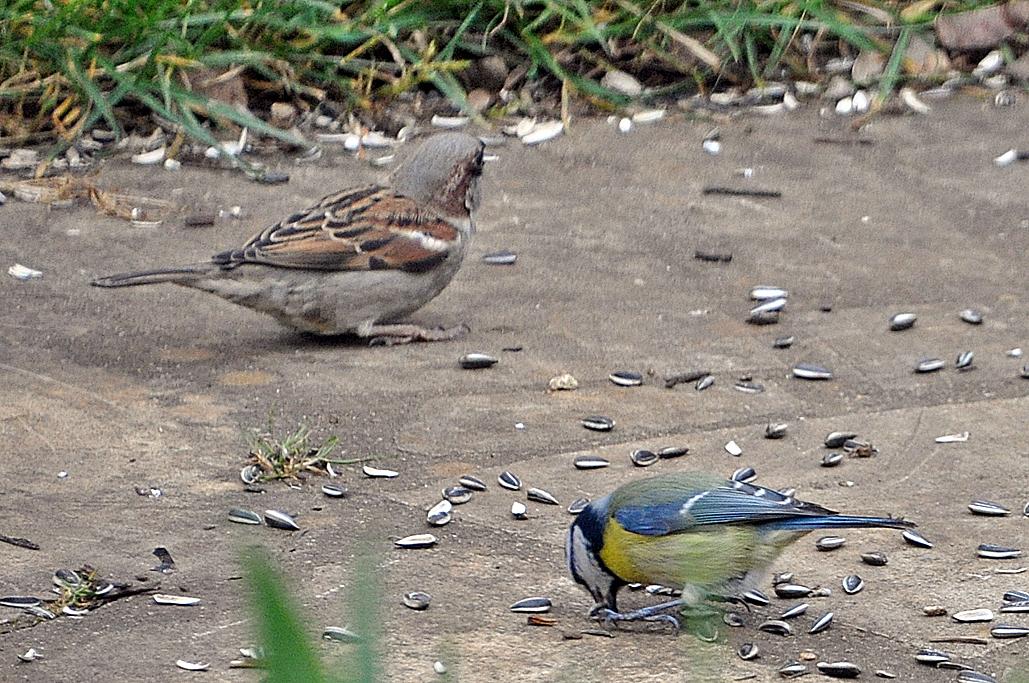 Moineau et mésange bleue