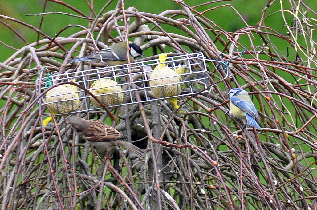 Moineau et mésanges