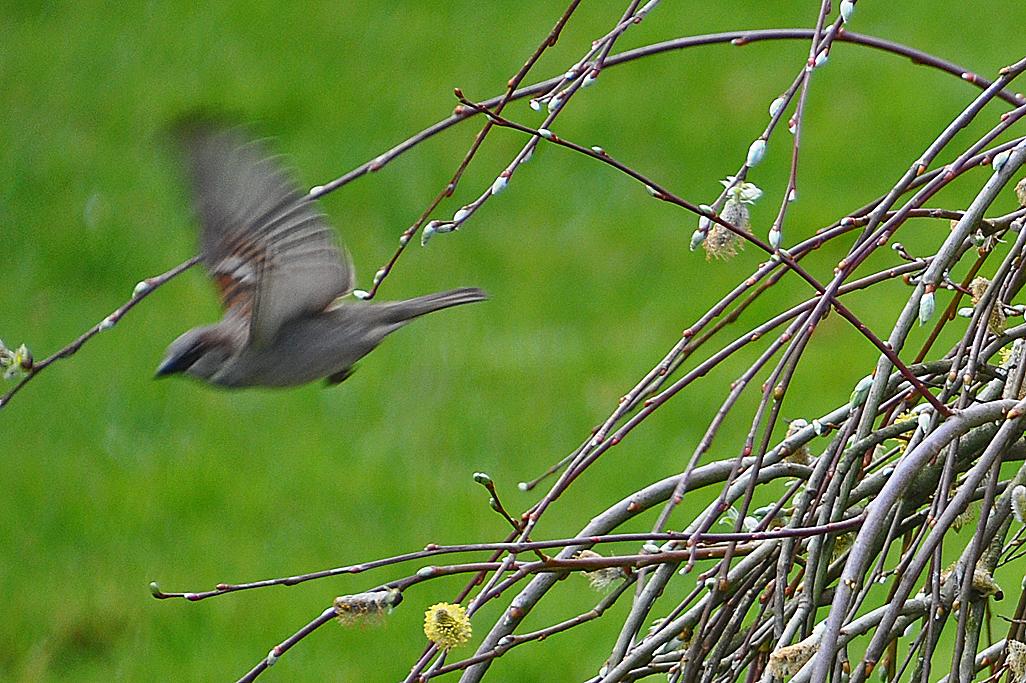 Moineau en vol