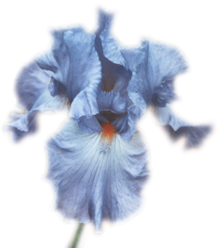 Iris