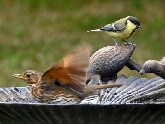 La grive au bain